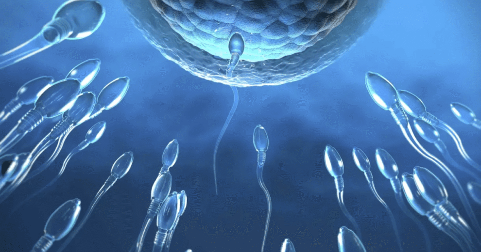 Estresse pode afetar fertilidade masculina, alerta especialista