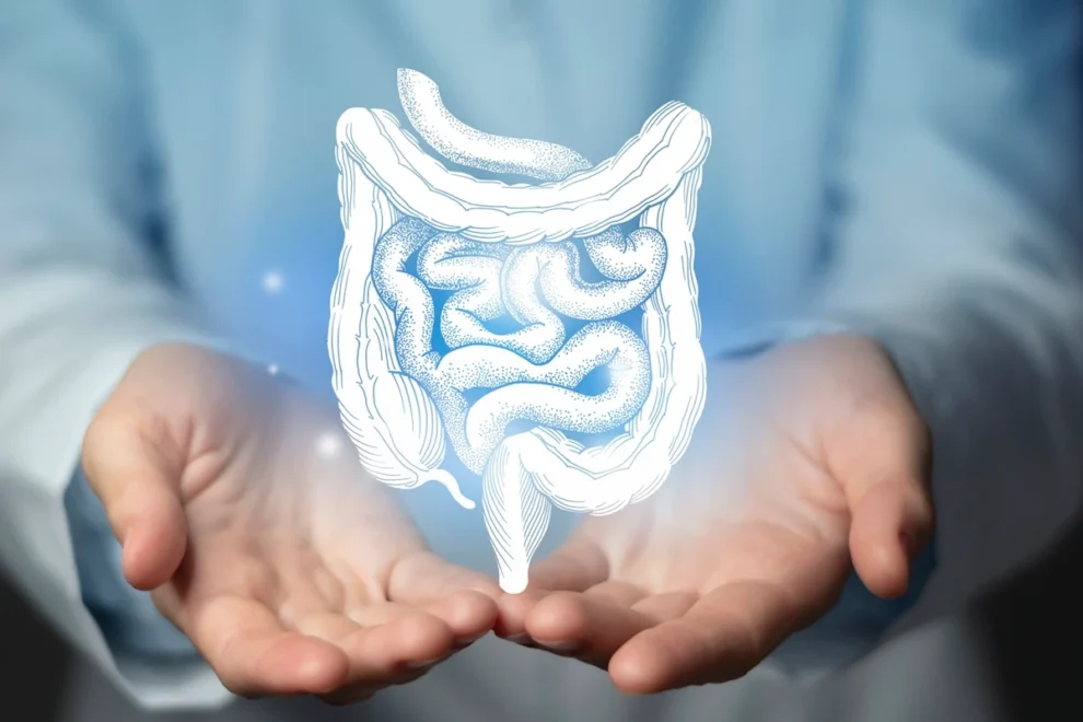 Recuperação do intestino após álcool: médica explica prazos