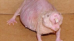 Rato-toupeira-pelado longevidade inspira avanço em pesquisa