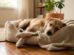 Sono dos cães: descobertas científicas surpreendentes