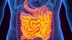 Estudo revela conexão entre intestino, cérebro e memória