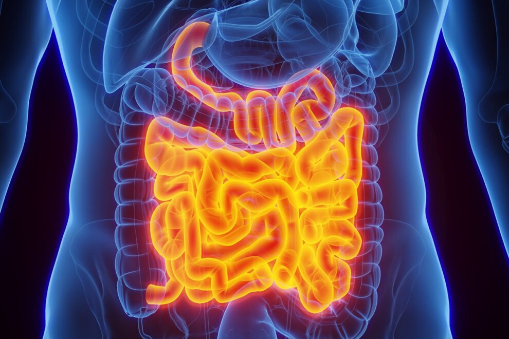 Estudo revela conexão entre intestino, cérebro e memória